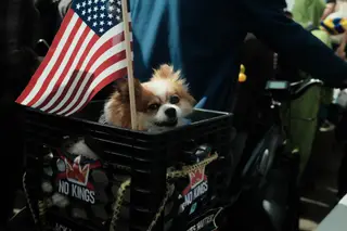 Dog