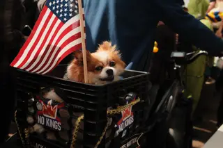 Dog