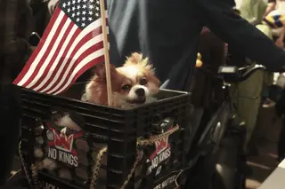Dog