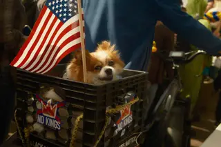 Dog