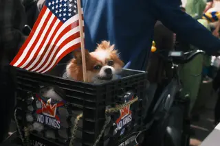 Dog