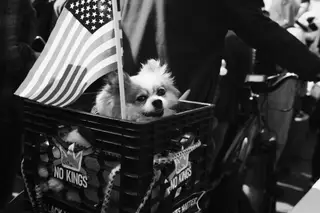 Dog