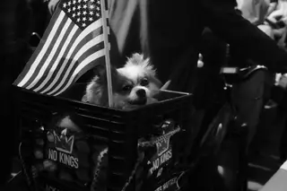 Dog