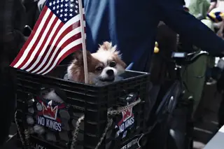 Dog