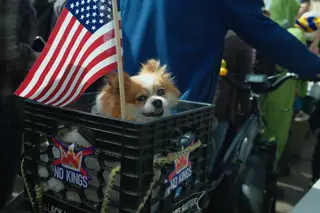 Dog