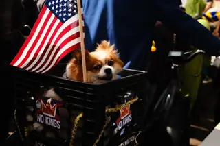 Dog
