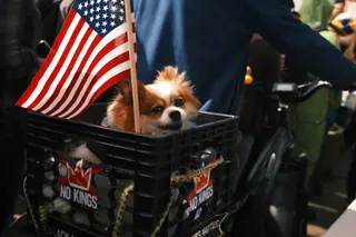 Dog
