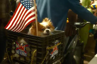Dog