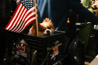 Dog