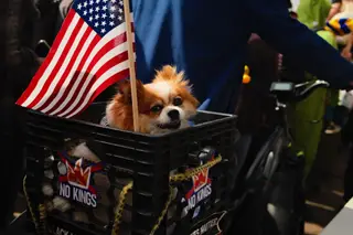 Dog