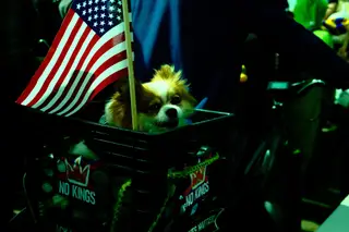 Dog