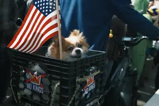 Dog