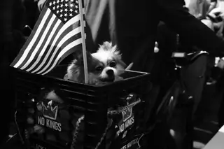 Dog