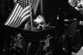 Dog