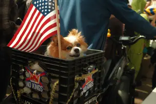 Dog