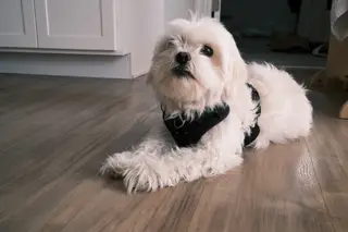 Dog indoors