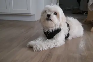 Dog indoors