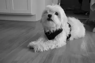 Dog indoors