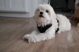 Dog indoors