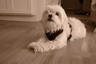 Dog indoors