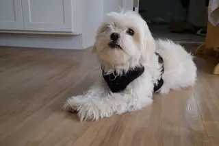 Dog indoors