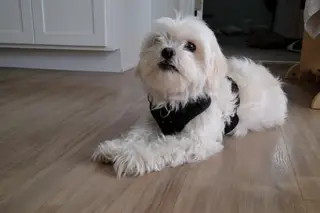 Dog indoors