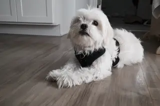 Dog indoors