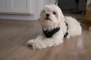 Dog indoors