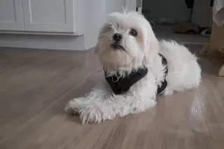 Dog indoors