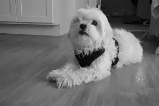 Dog indoors