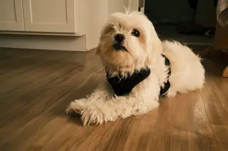 Dog indoors