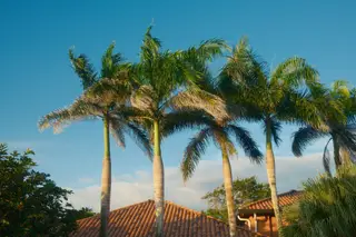 Palm Trees
