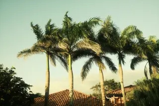 Palm Trees