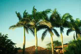 Palm Trees