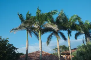 Palm Trees
