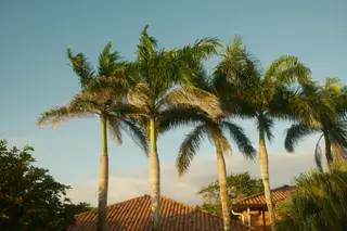 Palm Trees