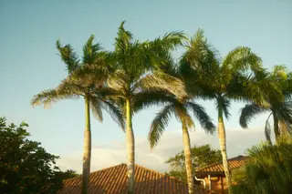 Palm Trees