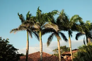 Palm Trees
