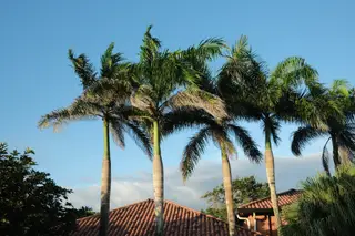 Palm Trees