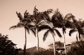 Palm Trees