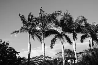 Palm Trees