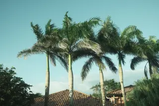 Palm Trees