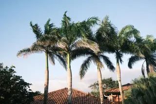 Palm Trees