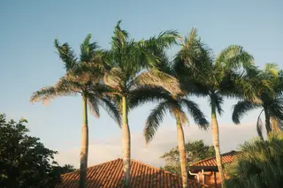 Palm Trees