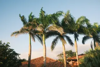 Palm Trees