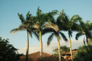 Palm Trees