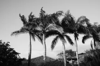 Palm Trees