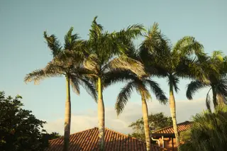 Palm Trees