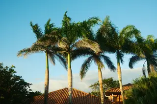 Palm Trees
