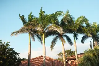 Palm Trees